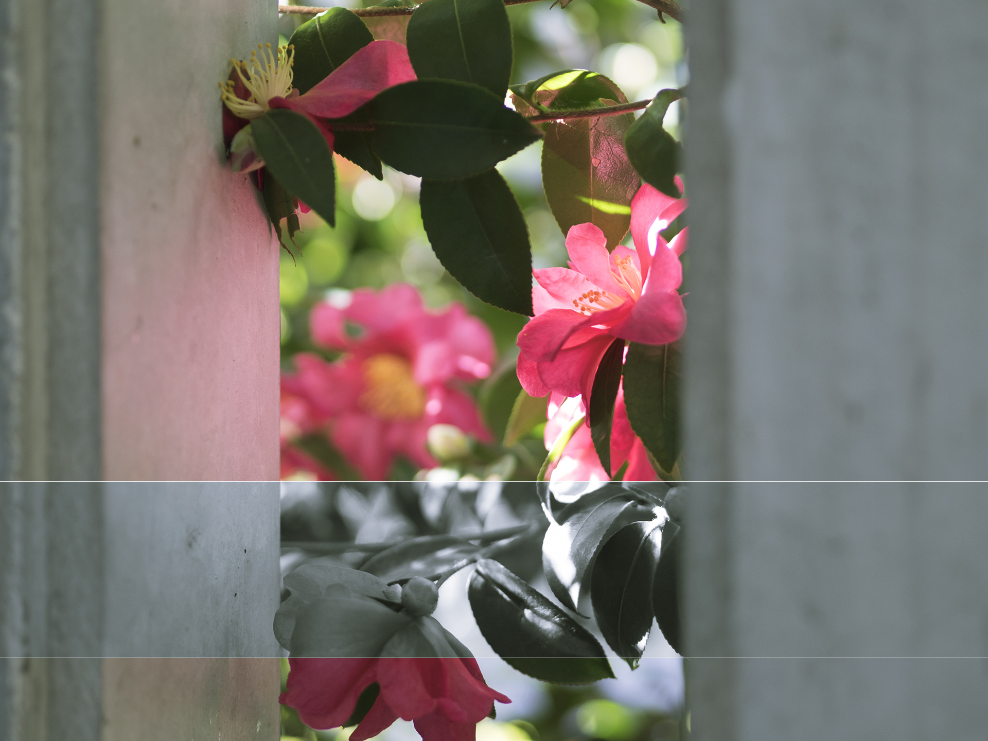 コンクリート壁の隙間から見える赤い花